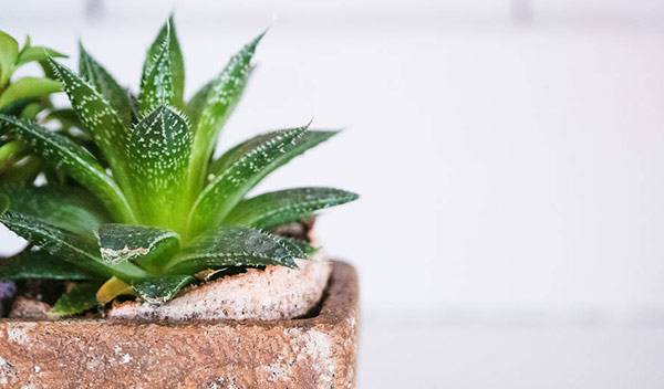 Aloe vera