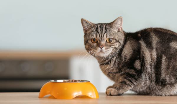 alimentation thérapeutique chat 1 thumbnail