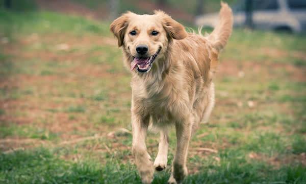 Le chien dans l’histoire