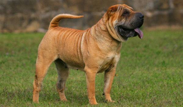 Quelles sont les meilleures croquettes hypoallergéniques pour son chien
