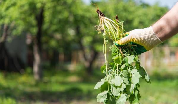 7 solutions pour éviter le retour des mauvaises herbes au printemps