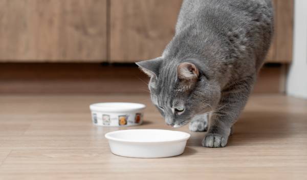 Comment bien nettoyer la gamelle de votre chat