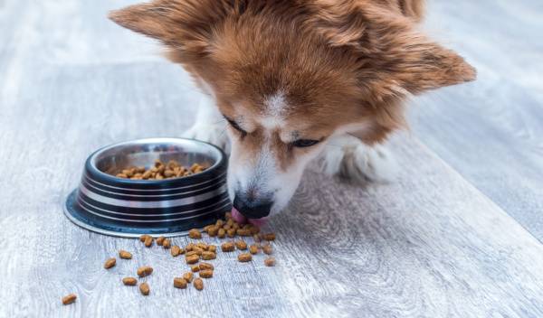 Pourquoi mon chien renverse sa gamelle de croquettes