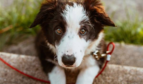 desc