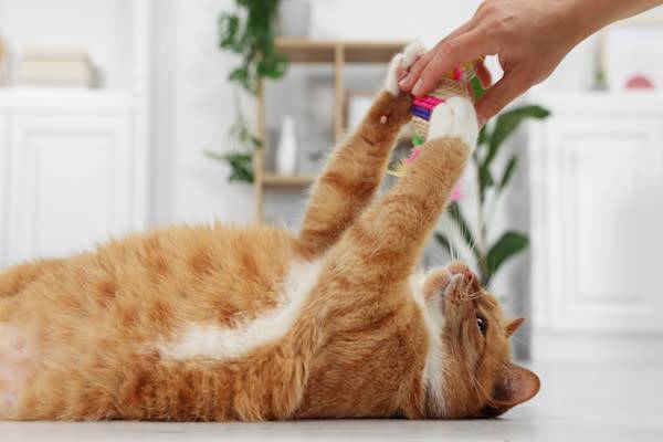 Un nouveau jouet fait toujours plaisir à un chat !