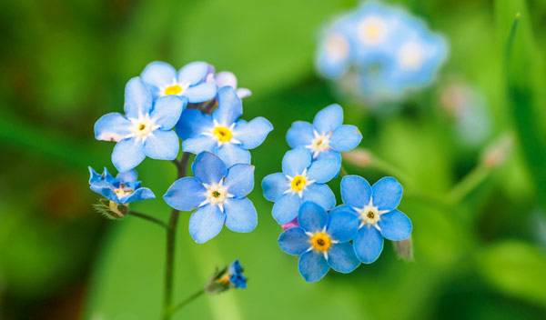 L'emblématique myosotis sera rejoint par un grand nombre d'autres fleurs bleues que nous avons sélectionnées pour vous - © Erofeeva Natalya/Marmoset - stock.adobe.com