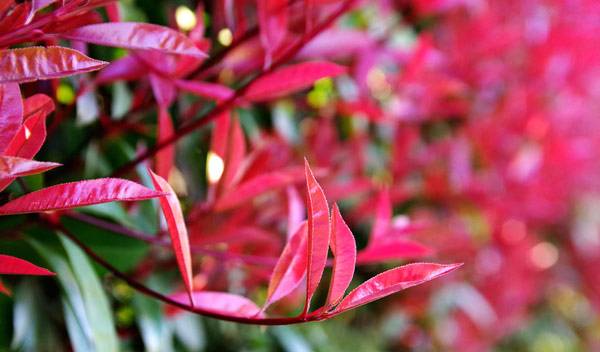 Photinia