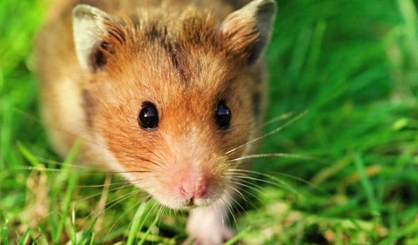 Hamster