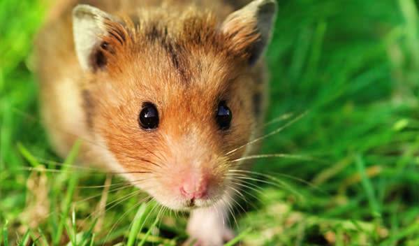 Hamster