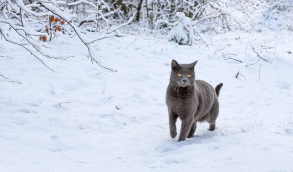 7 races de chats qui aiment bien le froid