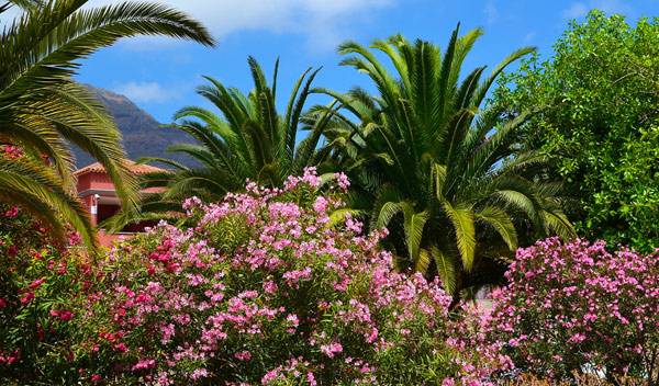 #Associé aux fleurs flamboyantes d'un laurier-rose, le palmier vous entraînera vers de lointaines contrées - © SVF74 - stock.adobe.com