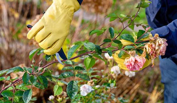 Taille d'automne des rosiers, pourquoi et comment procéder ?