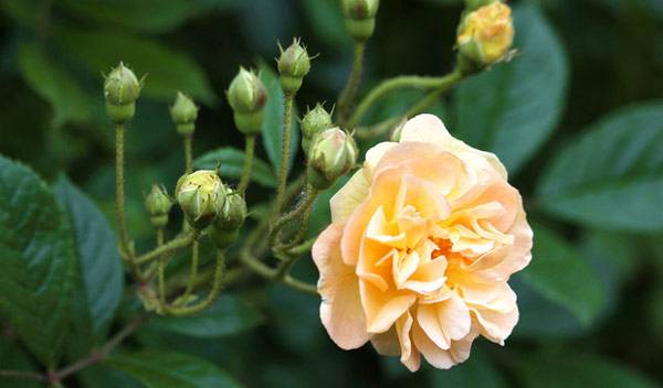 Multiplier à l'infini la beauté des roses - Kerstin Riemer - pixabay.com