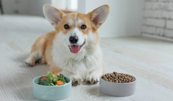 Adapter l'alimentation de votre chien en période de chaleur : conseils pour un été en toute sérénité