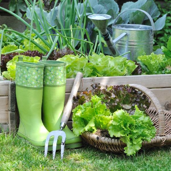 Préparer le potager avant de partir en vacances
