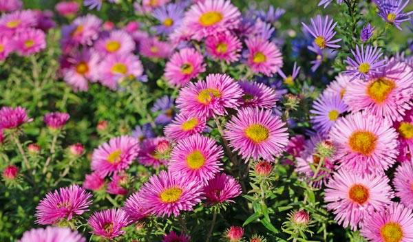 Plantes roses pour un jardin romantique