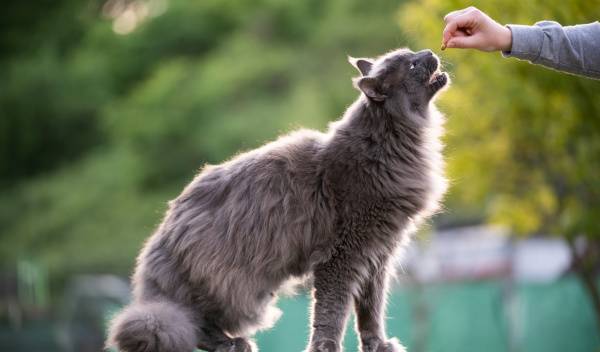Combien de friandises donner à son chat par jour