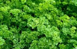 Persil, plante aromatique, feuillage en gros plan