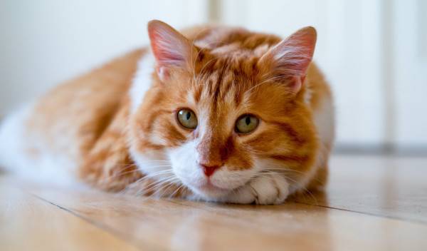 Comment bien nourrir un chat qui reste à l'intérieur ?
