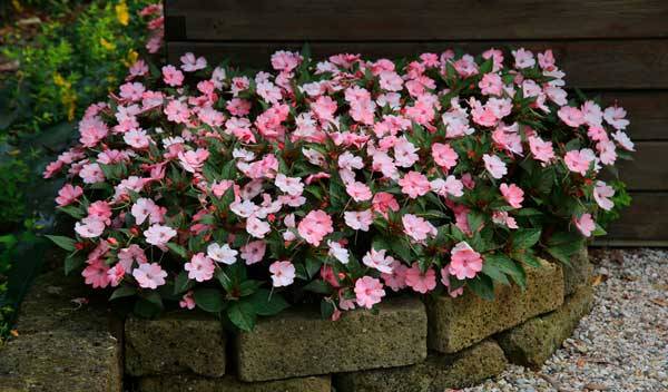 Impatiens : plantation, culture et entretien