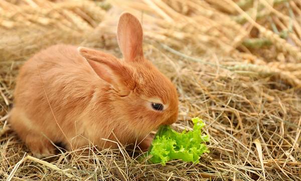 Les 8 légumes de printemps que votre lapin va adorer