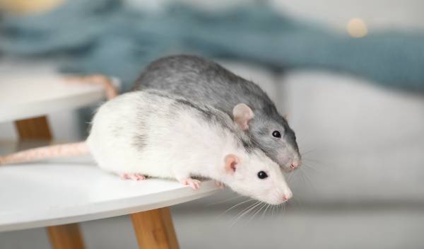 8 choses à prévoir avant d'accueillir un rat