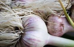 Récolte d'ail au potager