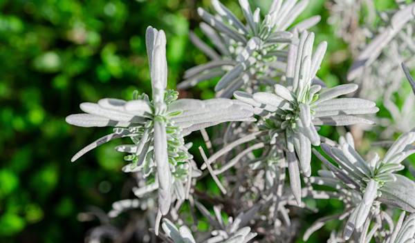 9 plantes à feuillage argenté pour apporter de l'originalité