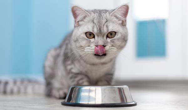 croquettes ou patees pour chat 1 thumbnail