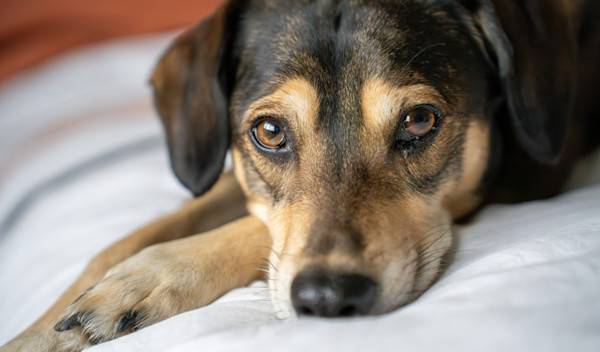 Pourquoi mon chien vomit ses croquettes