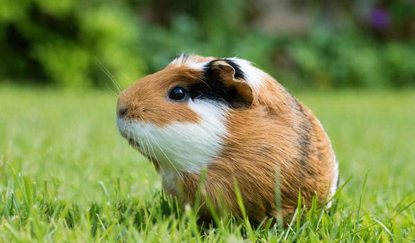 Cochon d'Inde