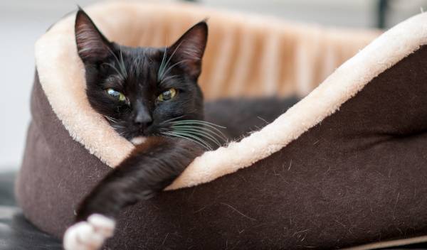 Quels sont les avantages des corbeilles pour chat