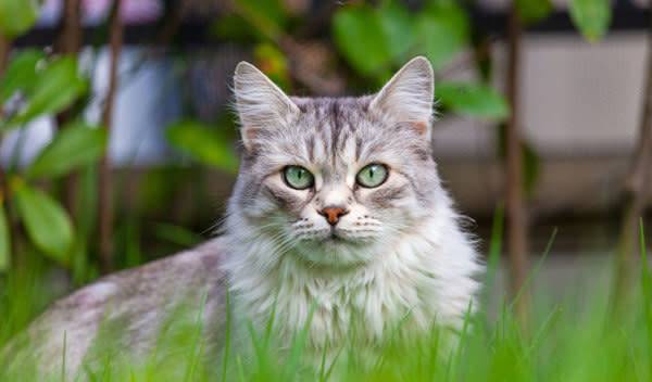 Quel traitement naturel contre les pellicules de chat
