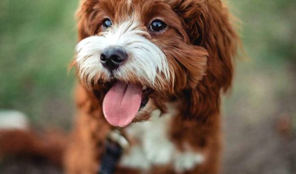 Chien