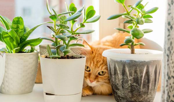 Comment bien choisir un cache-pot pour ses plantes ?