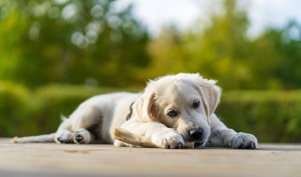 A partir de quel âge donner un os à mâcher à son chiot 