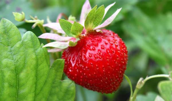 Fraise
