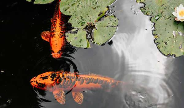 Comment bien nourrir ses poissons au bassin ?