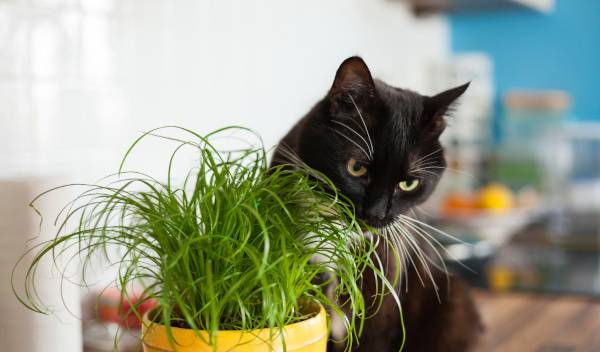 herbe a chat 1 thumbnail