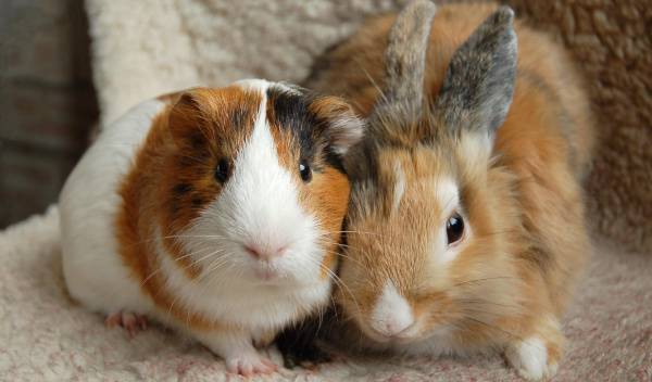 cohabitation lapin cochon d inde 1 thumbnail