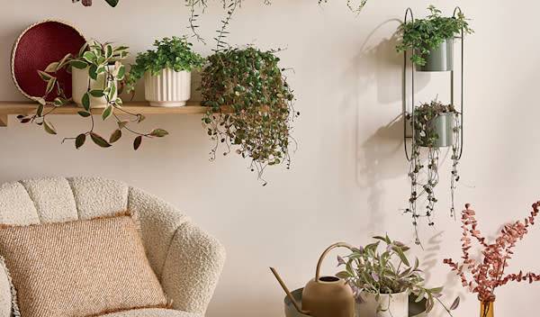 11 plantes d'intérieur retombantes aussi faciles d'entretien qu'originales !