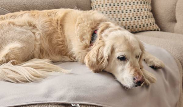 Quelle est la taille idéale d'une couverture pour chien