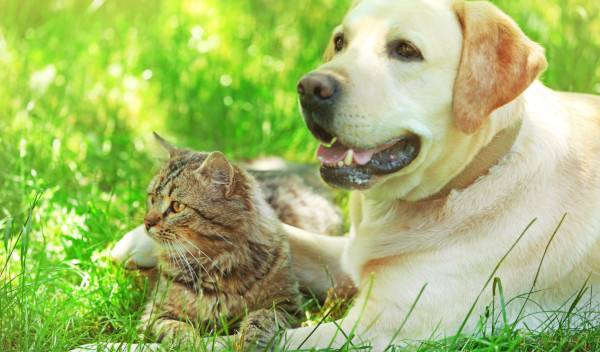 8 races de chiens les plus compatibles avec les chats