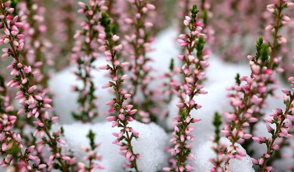 Erica, la bruyère d'hiver sera votre meilleure alliée pour un balcon fleuri en toute circonstance - © Aggi Schmidt - stock.adobe.com