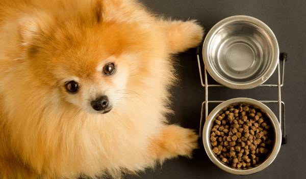 alimentation thérapeutique chien 1 thumbnail