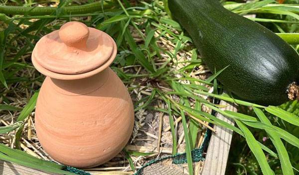 Comment réussir l'arrosage de ses plantes avec des oyas ?