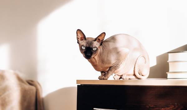 3 races de chats sans poils tout doux