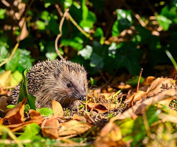 Hérisson : 5 dangers insoupçonnés du jardin