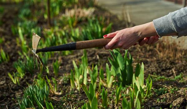 Utilisation de la serfouette : comment bien s'en servir ?