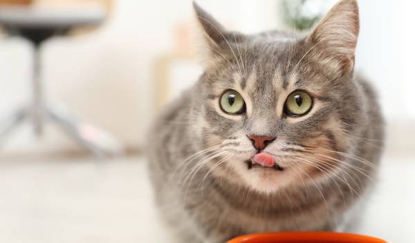 taille croquettes chat 1 thumbnail